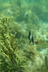 Pseudogoniistius nigripes