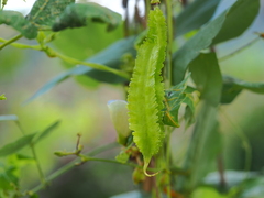 Psophocarpus tetragonolobus