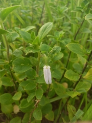 Pombalia calceolaria
