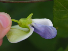 Psophocarpus tetragonolobus