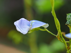 Psophocarpus tetragonolobus