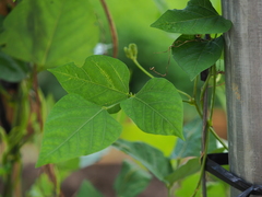 Psophocarpus tetragonolobus