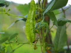Psophocarpus tetragonolobus