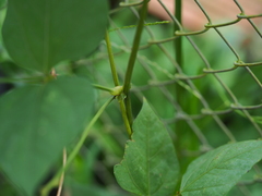 Psophocarpus tetragonolobus