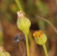 Othonna coronopifolia