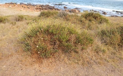 Othonna coronopifolia