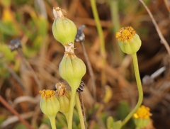 Othonna coronopifolia