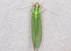 Chrysoperla rufilabris