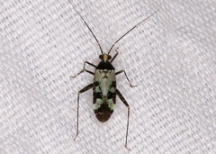 Phytocoris nigricollis