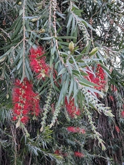 Melaleuca citrina