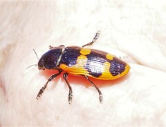 Castiarina bremei