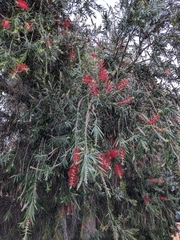 Melaleuca citrina