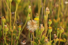 Othonna coronopifolia