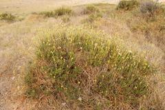 Othonna coronopifolia