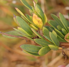 Othonna coronopifolia