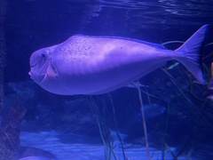 Naso tonganus