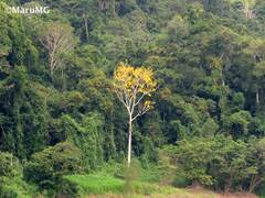 Roseodendron donnell-smithii