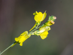 Linaria genistifolia