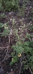 Parthenium