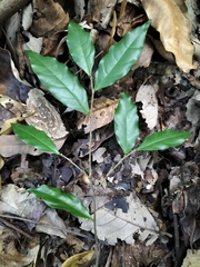 Dichapetalum gelonioides