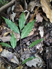 Dichapetalum gelonioides