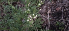 Parthenium