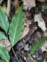 Dichapetalum gelonioides