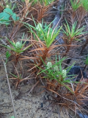Cyperus pedunculatus