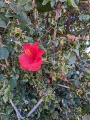 Hibiscus rosa-sinensis