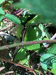 Rubus erythrops