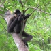 紅頰黑猿 - Photo 由 Audrey Kauppila 所上傳的 (c) Audrey Kauppila，保留部份權利CC BY