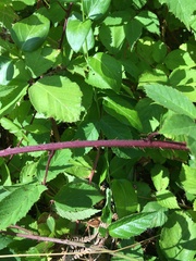Rubus erythrops