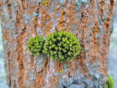 Orthotrichaceae
