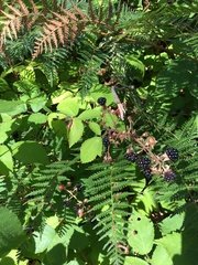 Rubus erythrops