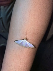 Cydalima laticostalis