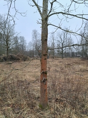 Orthotrichaceae