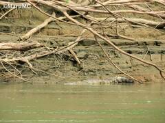 Crocodylus moreletii