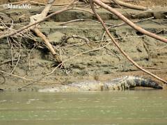 Crocodylus moreletii