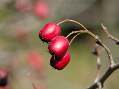 Crataegus monogyna