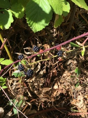 Rubus erythrops