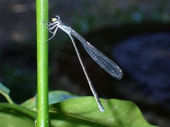 Agriocnemis exsudans