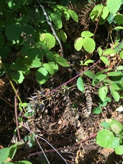 Rubus erythrops