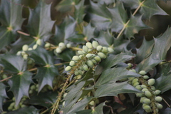 Berberis × hortensis