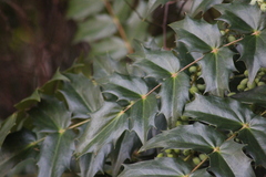 Berberis × hortensis