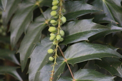 Berberis × hortensis