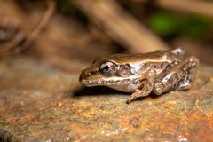 Lithobates brownorum