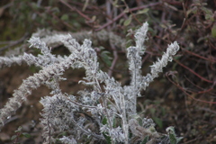 Echium italicum
