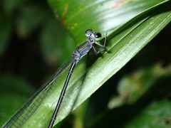 Agriocnemis exsudans
