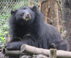 Ursus thibetanus