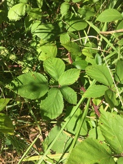 Rubus erythrops
